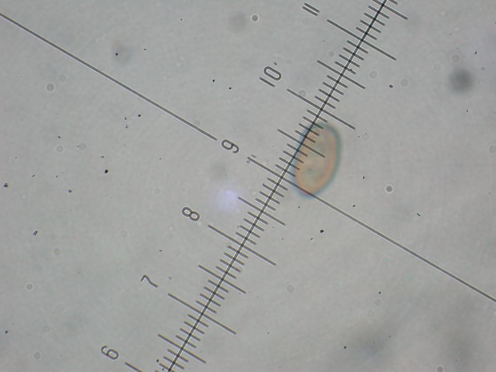 Sotto Alnus glutinosa...(cfr. Inocybe squarrosa)